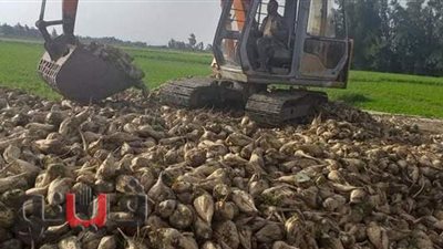 بدء حصاد محصول بنجر السكر بالقنطرة شرق الإسماعيلية | صور