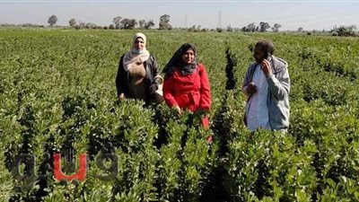 بدء موسم جني 12 ألف فدان من الفول بالدقهلية | صور