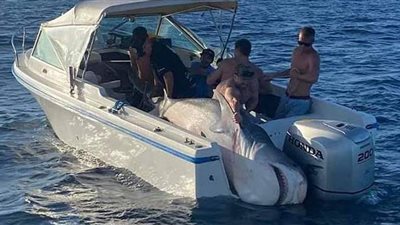وزنها 394 كيلوجرام.. اصطياد سمكة قرش نمر قبالة سواحل سيدني