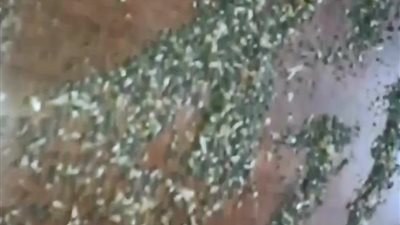 بالفيديو.. «الداخلية» تضبط 413 طن قمح فاسد قبل توزيعها على المطاحن والمخابز.. الكميات بداخلها حشرات تسبب أمراضا مسرطنة.. وضبط صاحب المخبز لاختراقه منظومة الخبز للاستيلاء على أموال المواطنين