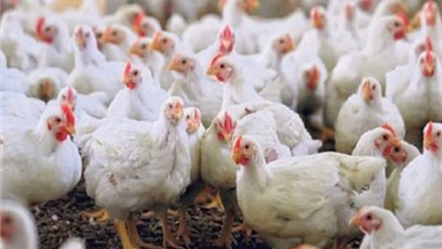 30 جنيها سعر كيلو الدواجن بالأسواق