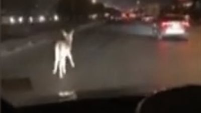 تامر أمين يعرض فيديو لـ