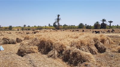 الإرشاد الزراعي بأسوان: حصاد 17 ألف فدان من أراضي القمح