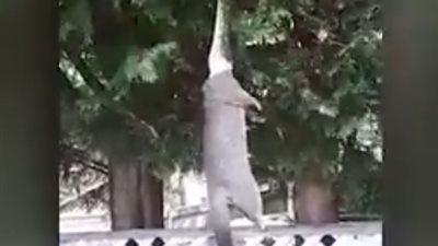 ثعبان يلتهم حيوانا ضخما أعلى شجرة (فيديو)