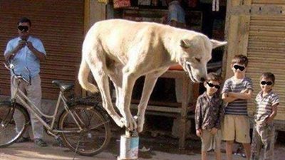 بطل العالم في الاتزان