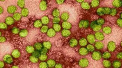 7 عوامل لا تنقل فيروس سي