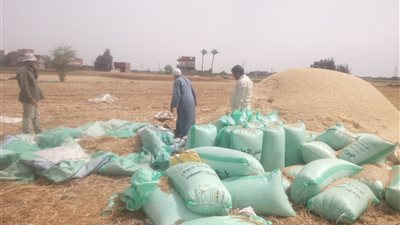 توريد 366 ألفا و978 طن قمح لشون وصوامع الشرقية