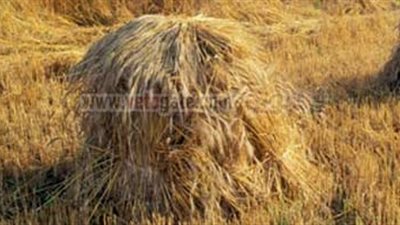 ضبط 45 طن قمح فاسد فى المنوفية