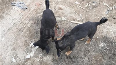 رحل السكان وبقيت القطط والكلاب.. كيف يعيش آخر ما تبقى من حيوانات «مثلث ماسبيرو»