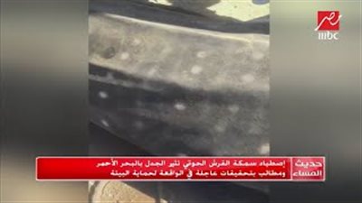 الثروة السمكية بالسويس تكشف أسباب نفوق 