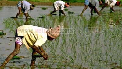 أبوزيد: قرار مرسى بإلغاء مخالفات زراعة الأرز كارثى