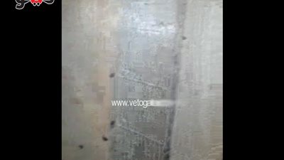 بالفيديو.. الجراد يغزو منازل بولاق أبو العلا