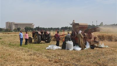 مركز البحوث الزراعية بأزهر أسيوط يحصد 120 فدان قمح (صور)