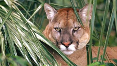 فرنسا تفرض قيودا على حق التقاط صور للحيوانات المهددة بالانقراض