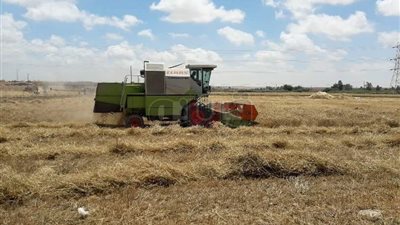 انطلاق مهرجان حصاد القمح ببرج العرب (صور)