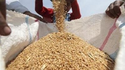 توريد 80 ألف طن من القمح المحلي بالجيزة