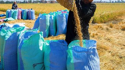 مصدر بالتموين: لن تستفيد مافيا الأرز من التخزين إلا بالتوريد للوزارة