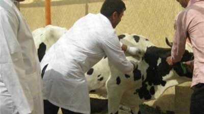 تحصين 99 ألف رأس ماشية ضد الحمى القلاعية والوادي المتصدع بالفيوم