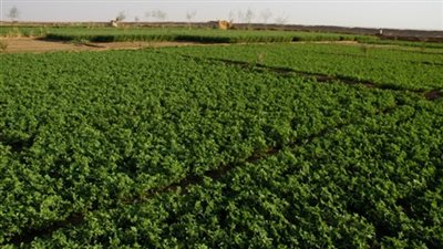 الحجر الزراعي: تكويد المزارع يساعد على نفاذ صادرات مصر إلى أسواق جديدة