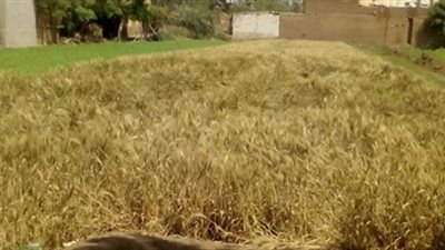 رئيس جمعية القبانيين يكشف مواعيد توريد القمح المحلي خلال رمضان