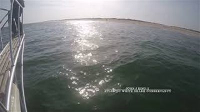 سمكة قرش بيضاء تهاجم عالما أمريكيا (فيديو)