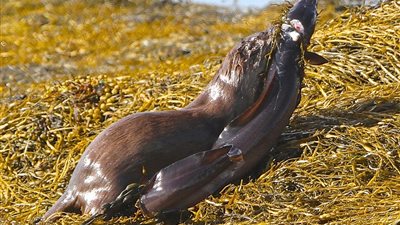 بالصور.. أنثى ثعلب البحر تصطاد ثعبانا طوله 1.5 متر