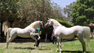 الزراعة تنظم مزادا لبيع فائض خيول محطة الزهراء