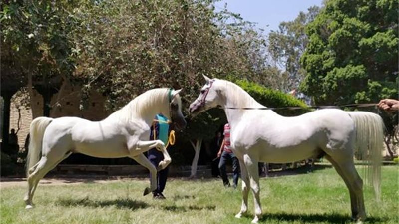 الخيول