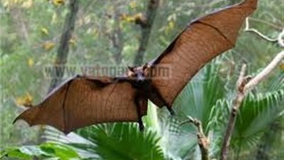 الخفافيش تثير الرعب بـ