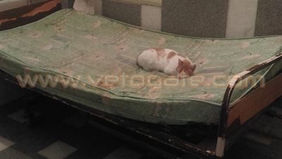 بالصور.. مستشفى «السلوم المركزي» يعاني من الإهمال.. والقطط والحشرات بدلًا عن المرضى في الغرفات.. والمسئولون: «المبنى مهجور».. والأهالي: نسافر 200 كيلو للعلاج في مطروح