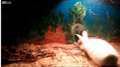 بالفيديو.. لحظة انقضاض «ثعبان» على «أرنب»