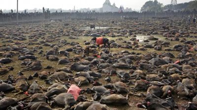 قطع رأس 500 ألف حيوان في مهرجان هندي لإرضاء الآلهة