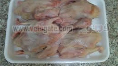 استقرار أسعار الدواجن وخسائر بالجملة لأصحاب المزارع