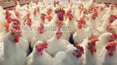 الثروة الداجنة تطالب وزارة البترول بتوفير خزانات غاز