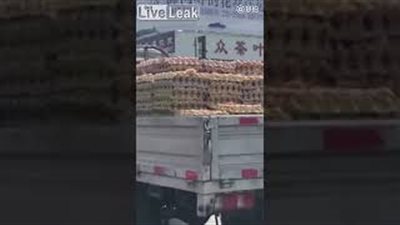 حمولة بيض تفقس كتاكيت أثناء نقلها (فيديو)