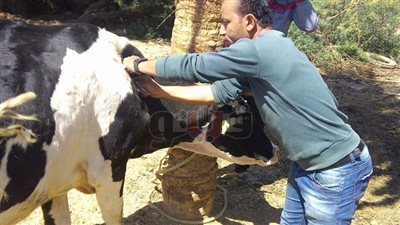 انطلاق الحملة القومية لتحصين 120 ألف رأس ماشية بالوادي الجديد (صور)