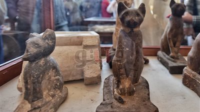 مصطفى وزيري: اكتشاف مومياوات أشبال أسود لأول مرة في سقارة