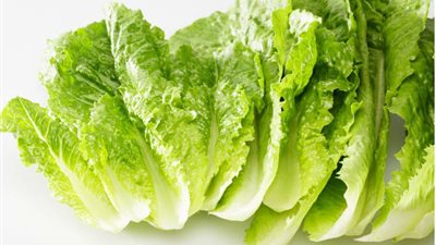 فوائد طبية مدهشة لـ«الخس» تعرفي عليها