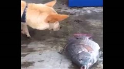 بالفيديو.. كلب بيشتغل مسعف سمك!!