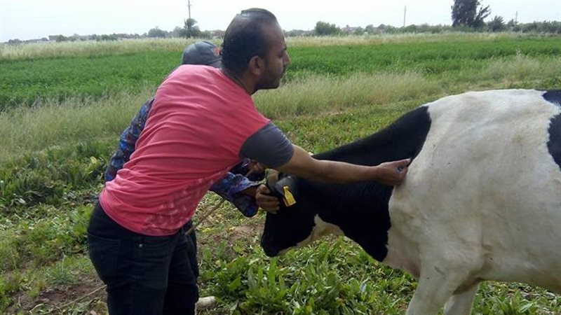 تحصين ماشية وأغنام