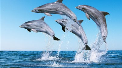 رصد نوع جديد من الدلافين قبالة ساحل أستراليا