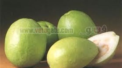 جوافة التأسيسية بـ 10جنيهات