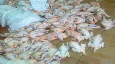 ضبط مصنع دواجن فاسدة فى حملة بشبرا الخيمة