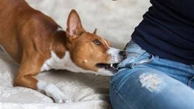 كلب يطارد الأهالي في الإسكندرية ويعقر ٣٦ شخصا