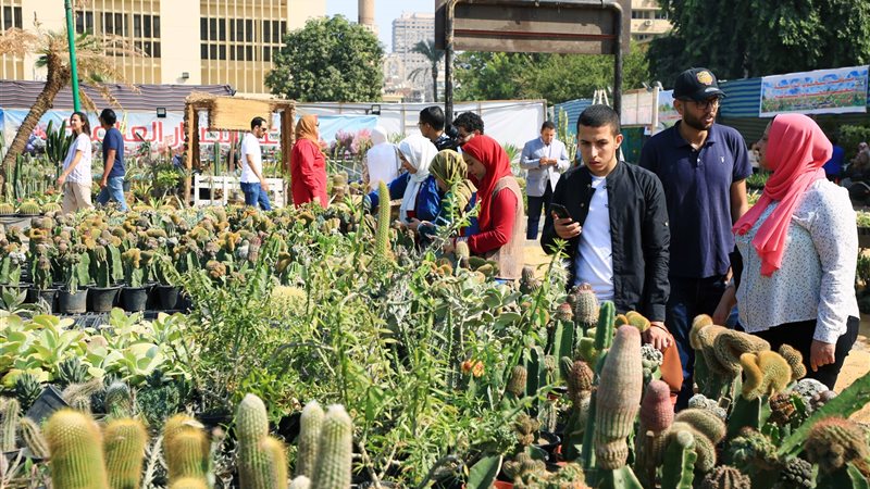 فيتو