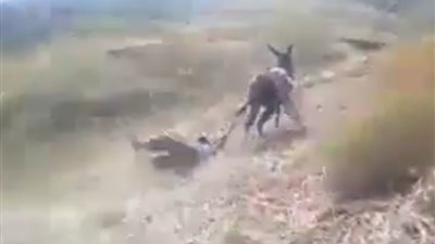 «حمار» يسحل رجلا بسبب كلب (فيديو)
