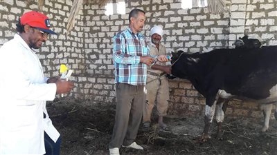 تحصين 9297 رأس ماشية في حملة الطب البيطري بالوادي الجديد