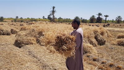 توريد 28 ألف طن من القمح إلى مطاحن أسوان