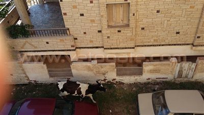 بالصور.. الأبقار والكلاب الضالة تغزو مصيف جمصة