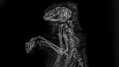 ننشر صور أشعة المومياوات المكتشفة بخبيئة الحيوانات المقدسة بسقارة